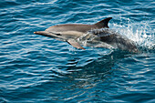 Long-beaked Common Dolphin (Delphinus capensis) jumping, Baja California, Mexico