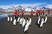 King Penguin (Aptenodytes patagonicus) group coming ashore near tourists, St Andrew's Bay, South Georgia Island