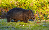 Common Wombat (Vombatus ursinus), Tasmania, Australia