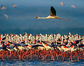 Lesser Flamingo (Phoenicopterus minor) flying over flock, Lake Nakuru, Kenya