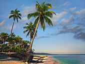 Palm trees, Palmetto Bay, Roatan Island, Honduras