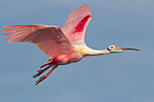 Roseate Spoonbill (Ajaja ajaja) flying, Sian Ka'an Biosphere Reserve, Mexico