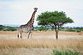 Giraffe (Giraffa camelopardalis) female in savannah, Kruger National Park, South Africa