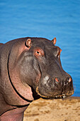 Hippopotamus (Hippopotamus amphibius), Kruger National Park, South Africa