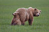 Grizzly Bear (Ursus arctos horribilis) mother with cub, Lake Clark National Park, Alaska