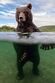 Brown Bear (Ursus arctos) in river, Kamchatka, Russia