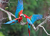 Red and Green Macaw (Ara chloroptera) pair fighting, Buraco das Araras, Mato Grosso do Sul, Pantanal, Brazil