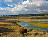 American Bison (Bison bison) in Hayden Valley, Yellowstone National Park, Wyoming