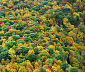Deciduous forest in autumn, Blue Ridge Parkway, North Carolina