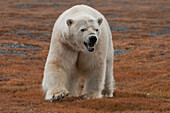 Polar Bear (Ursus maritimus) showing aggression, Wrangel Island, Russia
