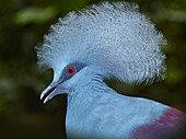 Western Crowned-Pigeon (Goura cristata), Jurong Bird Park, Singapore