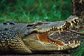 Saltwater Crocodile (Crocodylus porosus) close-up profile, Northern Territory, Australia