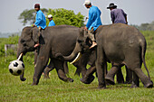 Asian Elephant (Elephas maximus) group with men riding on their backs playing soccer, Way Kambas National Park, Sumatra, Indonesia