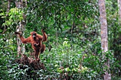 Orangutan (Pongo pygmaeus) mother and young at leaf nest, Borneo, Malaysia