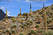 Puya (Puya raimondii) blooming in Altiplano, Cordillera Blanca Mountain Range, Andes, Peru