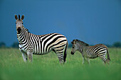 Burchell's Zebra (Equus burchellii) mother and calf, Chobe National Park, Botswana