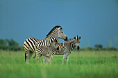 Burchell's Zebra (Equus burchellii) group of three standing in grassland, Chobe National Park, Botswana
