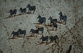 Burchell's Zebra (Equus burchellii) herd crossing pan during summer dry season, Makgadikgadi Salt Pans, Botswana