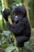 Mountain Gorilla (Gorilla gorilla beringei) 10 month old infant playfully climbing bamboo pole, endangered, Parc National Des Volcans, Rwanda