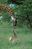 Giraffe (Giraffa camelopardalis) mother and newborn calf, Ngorongoro Conservation Area, Tanzania, east Africa