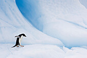 Adelie Penguin (Pygoscelis adeliae) carefully walking on iceberg, Paulet Island, Antarctica