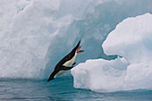 Adelie Penguin (Pygoscelis adeliae) diving off iceberg edge, Paulet Island, Antarctica