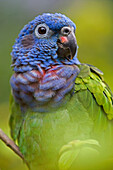 Blue-headed Parrot (Pionus menstruus) portrait, Amazon ecosystem, Peru