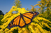 Monarch (Danaus plexippus) butterfly male feeding on nectar of Goldenrod during migration, East Coast, USA