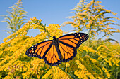 Monarch (Danaus plexippus) butterfly feeding on nectar of Goldenrod during migration, East Coast, USA