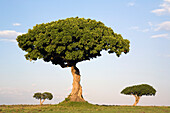Acacia (Acacia sp) trees, Masai Mara National Reserve, Kenya
