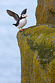 Horned Puffin (Fratercula corniculata) stretching, Bristol Bay, Round Island, Alaska