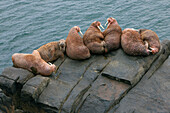 Pacific Walrus (Odobenus rosmarus divergens) bulls resting, Bristol Bay, Round Island, Alaska