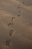 Grizzly Bear (Ursus arctos horribilis) tracks on tidal flats, Alaska