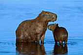 Capybara (Hydrochoerus hydrochaeris) mother and young, Pantanal, Brazil