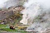 Brown Bear (Ursus arctos) foraging near hot springs, Kamchatka, Russia