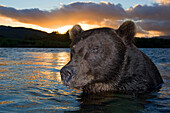 Brown Bear (Ursus arctos) in river, Kamchatka, Russia