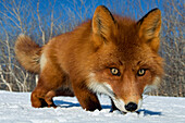 Red Fox (Vulpes vulpes) smelling snow, Kamchatka, Russia