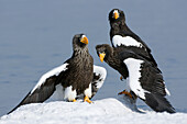 Steller's Sea Eagle (Haliaeetus pelagicus) trio on snowbank, Kamchatka, Russia
