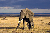 African Elephant (Loxodonta africana) mother protecting calf, Masai Mara, Kenya