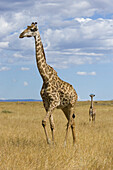 Giraffe (Giraffa camelopardalis) mother and less than 3 week old calf, Masai Mara, Kenya