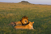 African Lion (Panthera leo) male and female, Masai Mara, Kenya