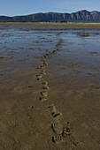 Grizzly Bear (Ursus arctos horribilis) tracks in mud, Katmai National Park, Alaska