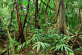 Tropical rainforest with lianas, Cockscomb Basin Wildlife Sanctuary, Belize