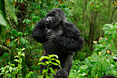 Mountain Gorilla (Gorilla gorilla beringei) silverback displaying by beating chest and calling, Volcanoes National Park, Rwanda