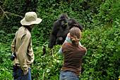 Mountain Gorilla (Gorilla gorilla beringei) adult with tourists, Volcanoes National Park, Rwanda