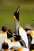 King Penguin (Aptenodytes patagonicus) calling, Volunteer Point, East Falkland Island, Falkland Islands