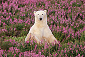 Polar Bear (Ursus maritimus) sitting in field of fireweed, Arctic