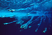 Emperor Penguin (Aptenodytes forsteri) group swimming quickly with bubble trail, can dive to 600 meters and stay down for 20 minutes, Antarctica