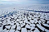 Ice floes that have broken off sea ice edge in late summer, coast guard icebreaker in background, McMurdo Sound, Antarctica