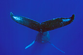 Humpback Whale (Megaptera novaeangliae), Humpback Whale National Marine Sanctuary, Maui, Hawaii - Notice must accompany publication: Photo obtained under NMFS Permit #753